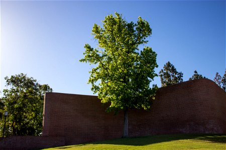Tree by Brick Building