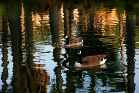 2 Ducks in Water photo