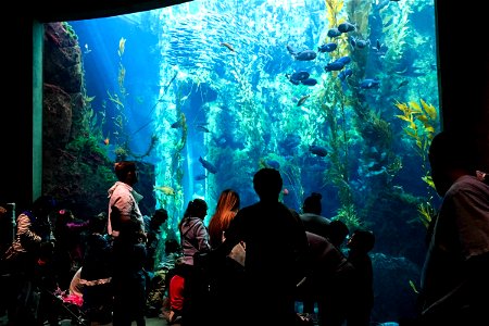 People Looking at Fish in Aquarium photo