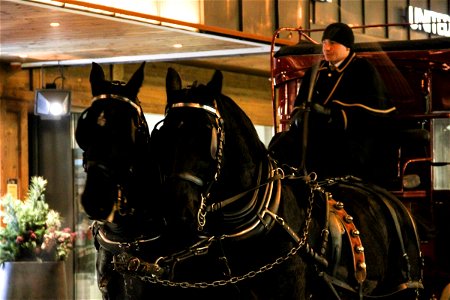 Horses Pulling Sleigh & Driver photo