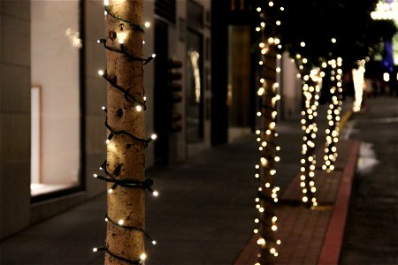 Christmas Lights on Tree Trunks on Street photo