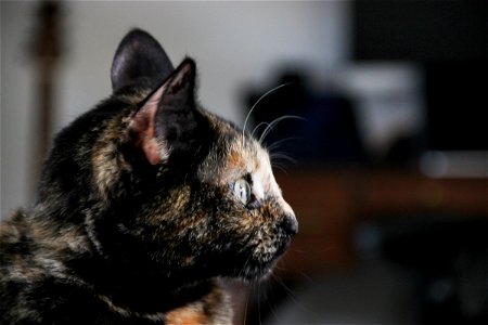 Cat Facing Sideways photo