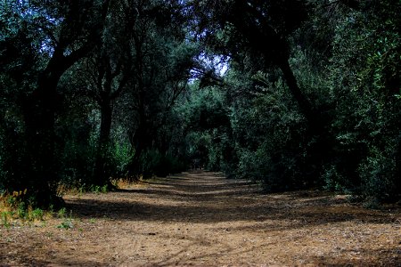 Dirt Path Covered by Trees photo
