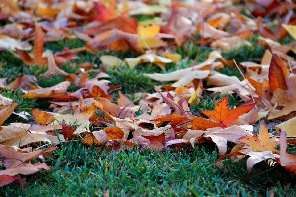 Dry Leaves on Grass photo