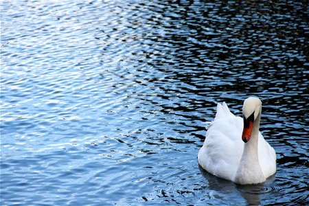 Swan in Lake photo