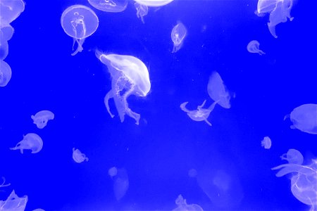 Jellyfish in Water photo