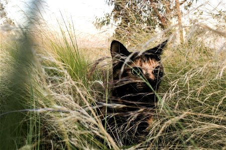 Cat in Tall Grass photo