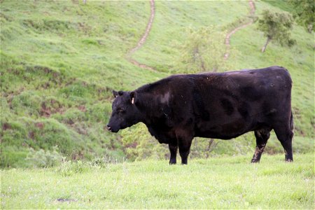 Black Cow in Green Field photo