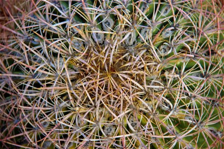 Close Up of Cactus Thorns