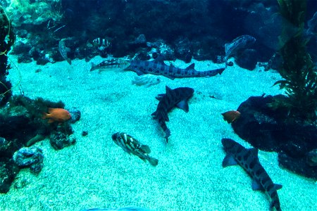 Sharks & Fish on Ocean Floor photo