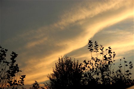 Silhouette of Plants Under Sunset Sky photo