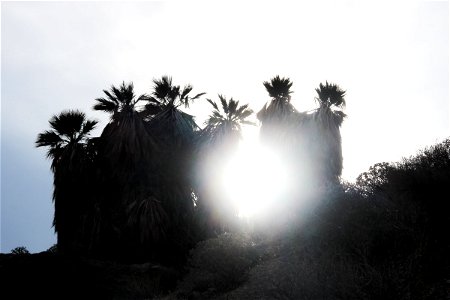 Sun Shining Through Silhouette of Palm Trees photo