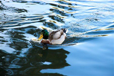 Mallard Duck Swimming Through Water