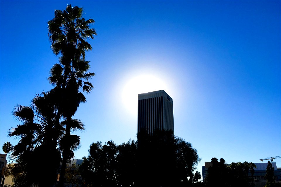 Silhouette of Building & Palm Trees