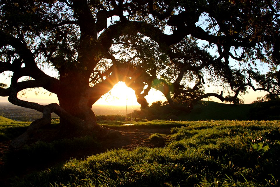 Sun Shining Through Branches of Large Oak Tree photo