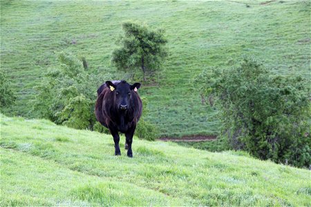Black Cow Standing in Green Hills