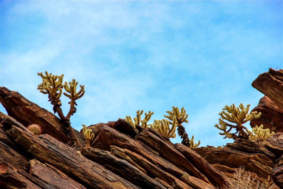 Cactus on Jagged Rocks