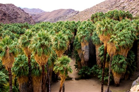 Palm Trees in Desert Oasis with Mountains