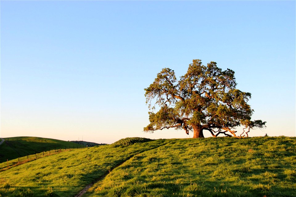 Oak Tree in Field Under Clear Sky photo