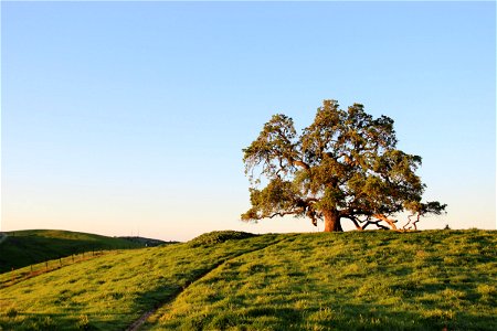 Oak Tree in Field Under Clear Sky