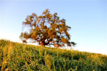 Grassy Hill with Large Tree photo