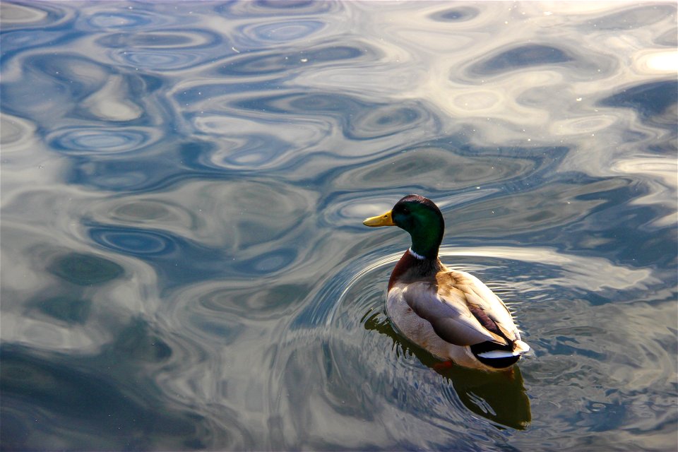 Mallard Duck Swimming on Glassy Water