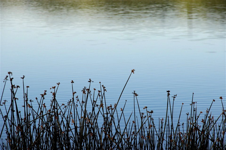 Grass Reeds in Front of Still Water