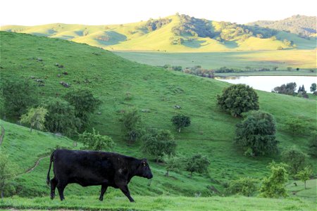 Black Cow Walking on Green Hills photo