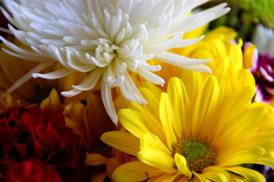 White & Yellow Flowers in Arrangement photo