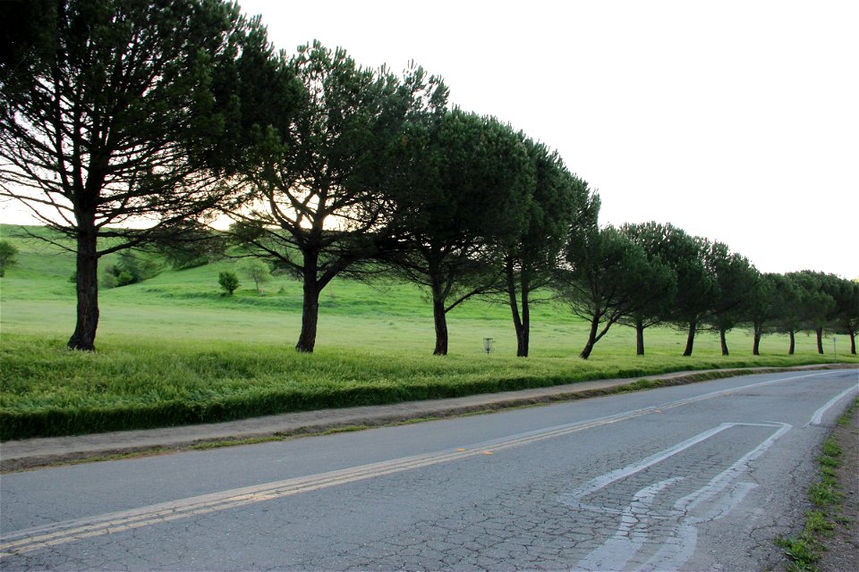Road Line with Trees by Green Hills