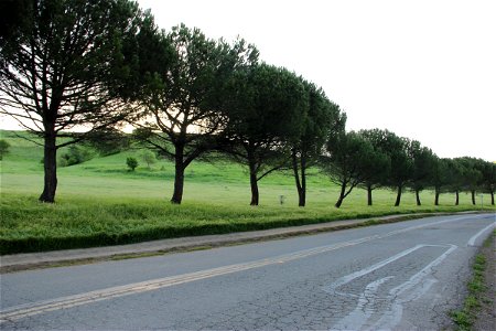 Road Line with Trees by Green Hills photo