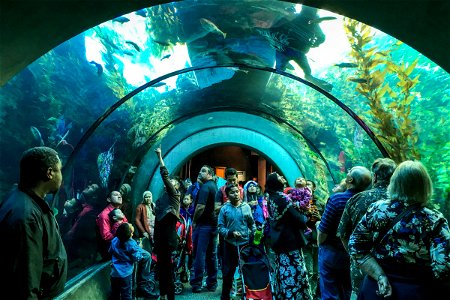 People in Aquarium Tunnel photo