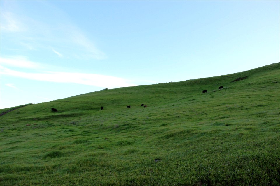 Green Hill with Cattle Under Blue Sky photo