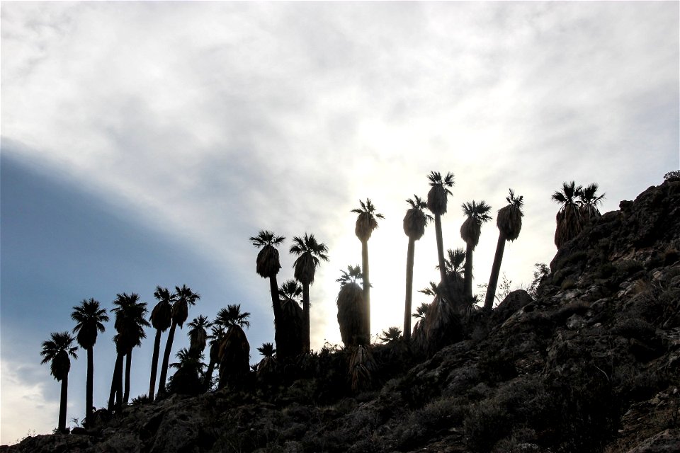 Palm Trees on Rocky Hill
