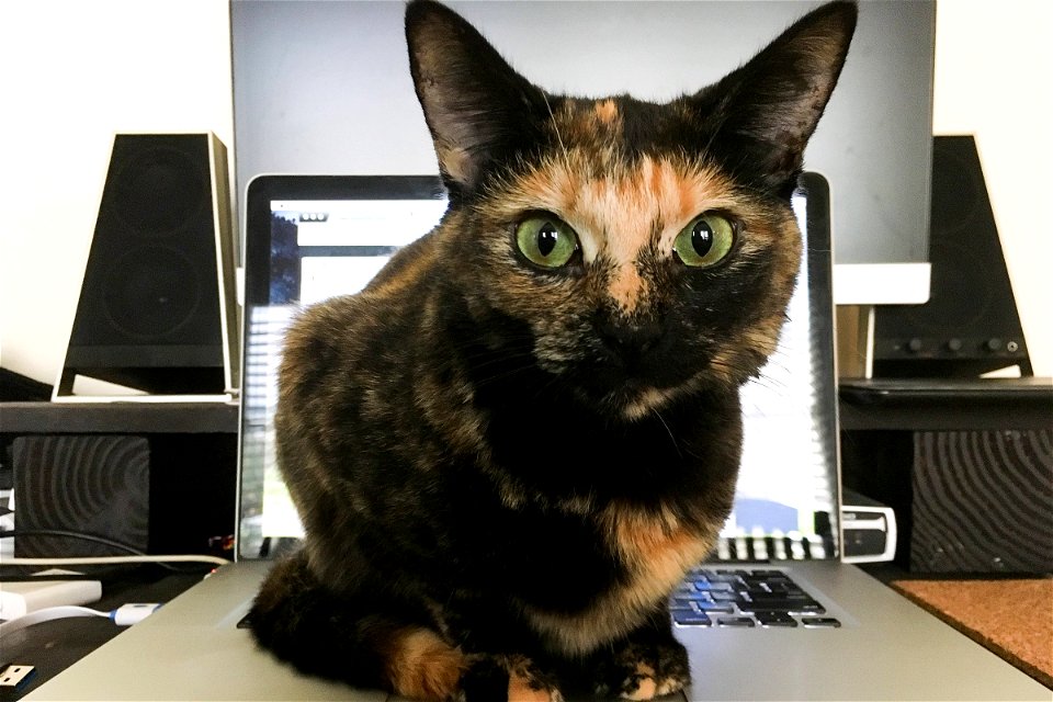 Cat Sitting On Laptop & Staring photo