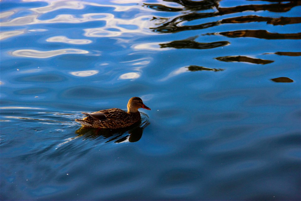 Brown Duck Swimming in Water