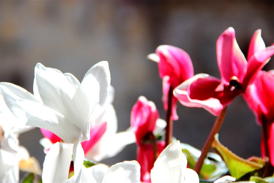 Close Up of Pink & White Flowers photo