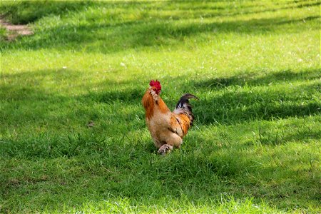 Rooster in Grass Field photo