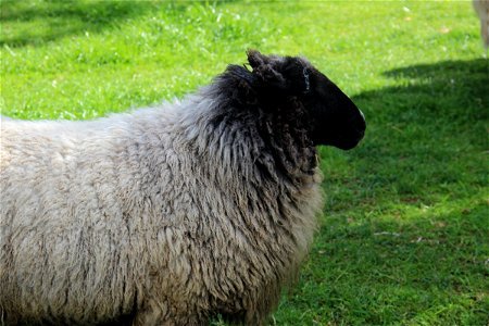 Dirty Sheep in Grass photo