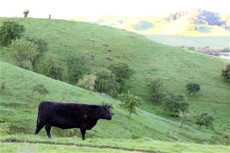 Black Cow on Rolling Green Hills photo