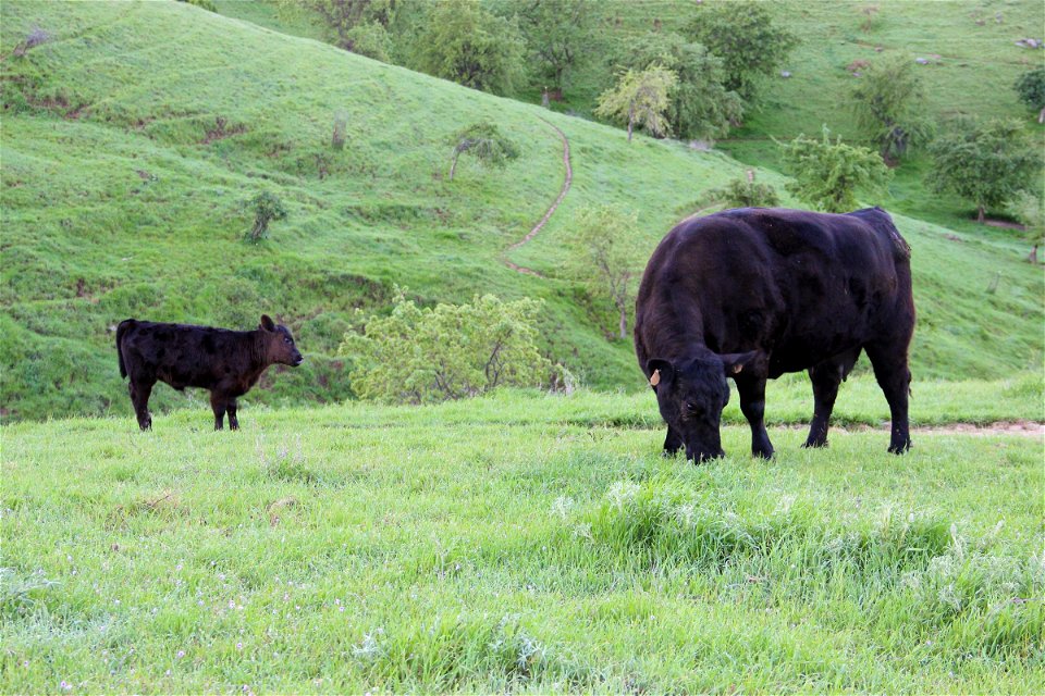 Cow & Baby Calf Grazing in Grass photo