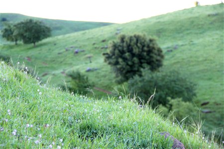 Dew on Grassy Hills photo
