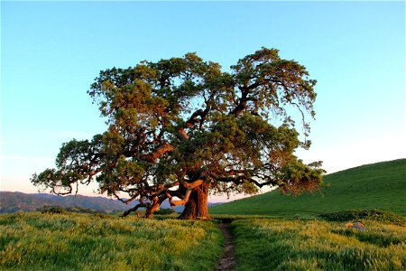 Path to Large Oak Tree on Grass Field