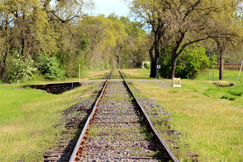 Railroad Tracks on Grass by Trees