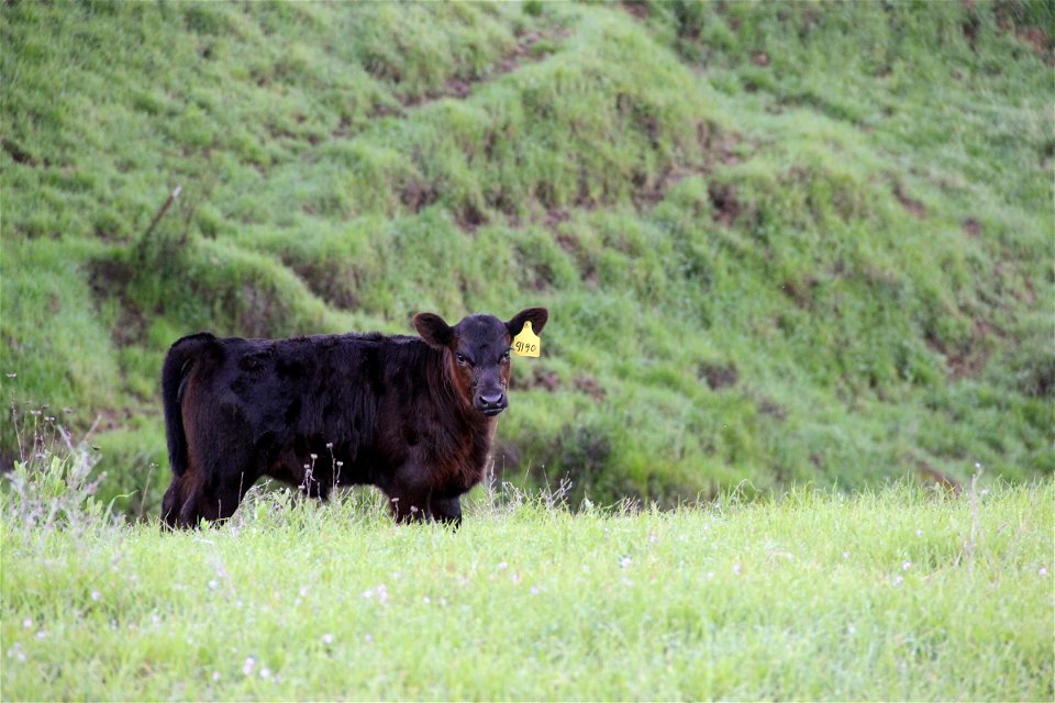 Black Tagged Cow in Hills photo