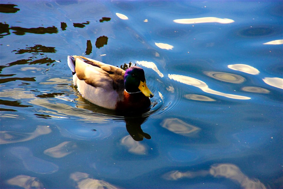Mallard Duck Swimming in Water