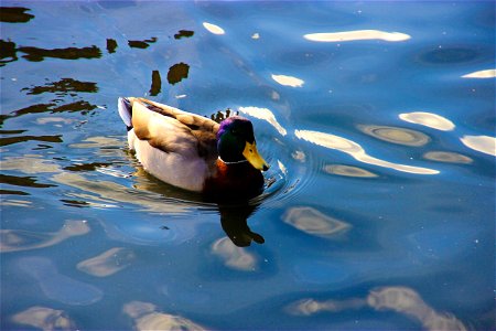 Mallard Duck Swimming in Water photo
