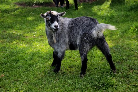 Gray Baby Goat on Green Grass photo