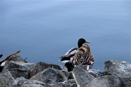 2 Ducks on Rocks by Water