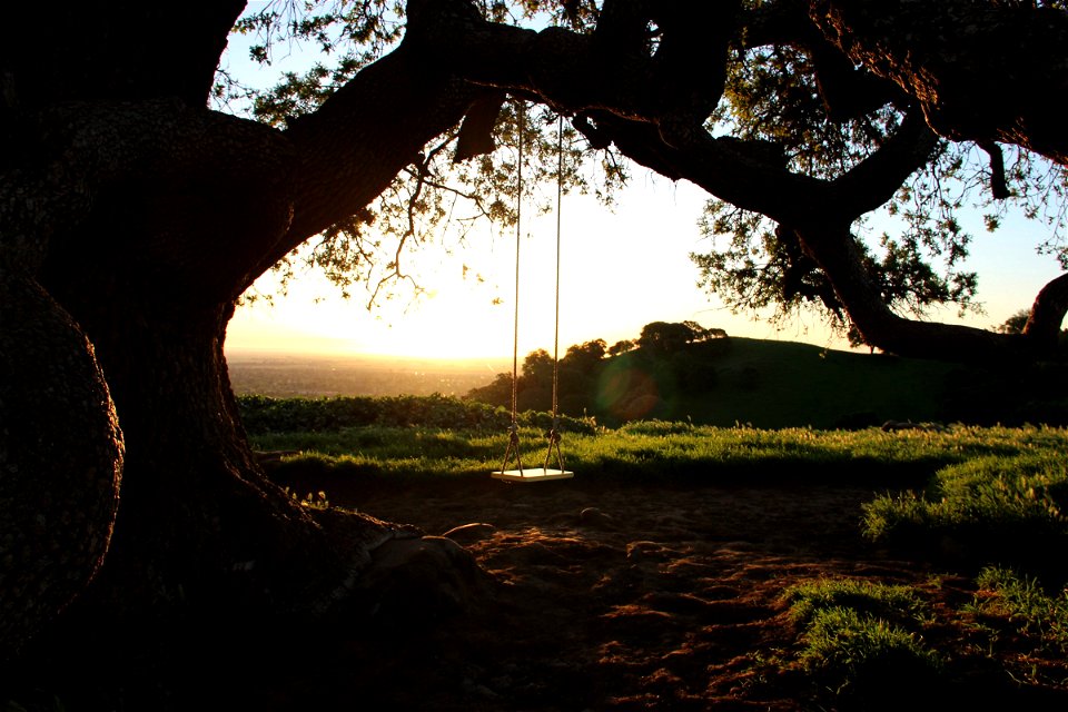 Swing Hanging from Large Tree Branch photo